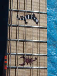 toc-Inlay3.jpg (97729 bytes)